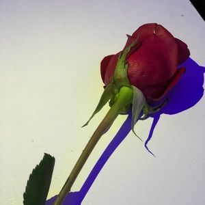 Meet your Posher, Ariana